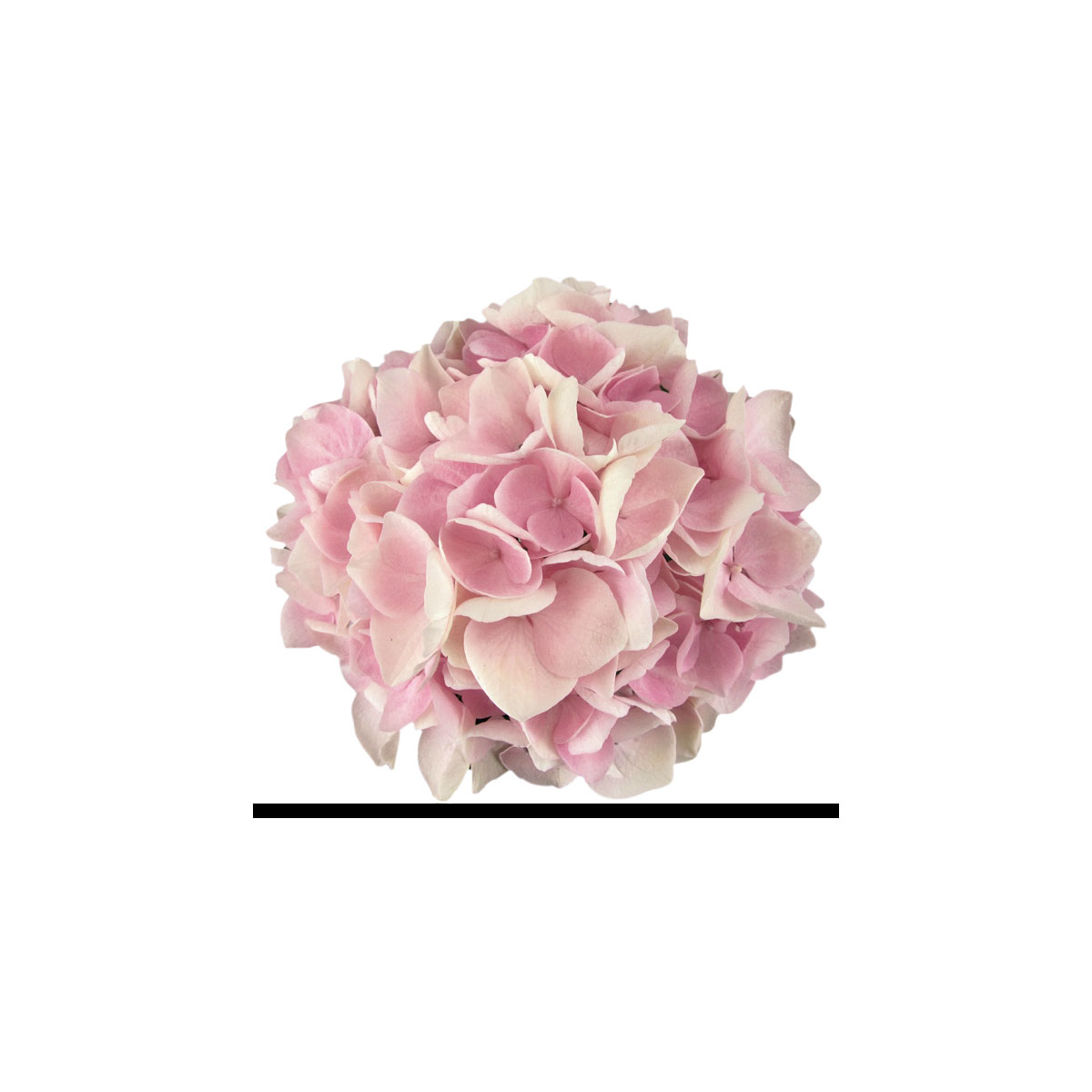 Plantiflor  Hortensie Music Collection Topf Durchmesser 23 cm Bild 2