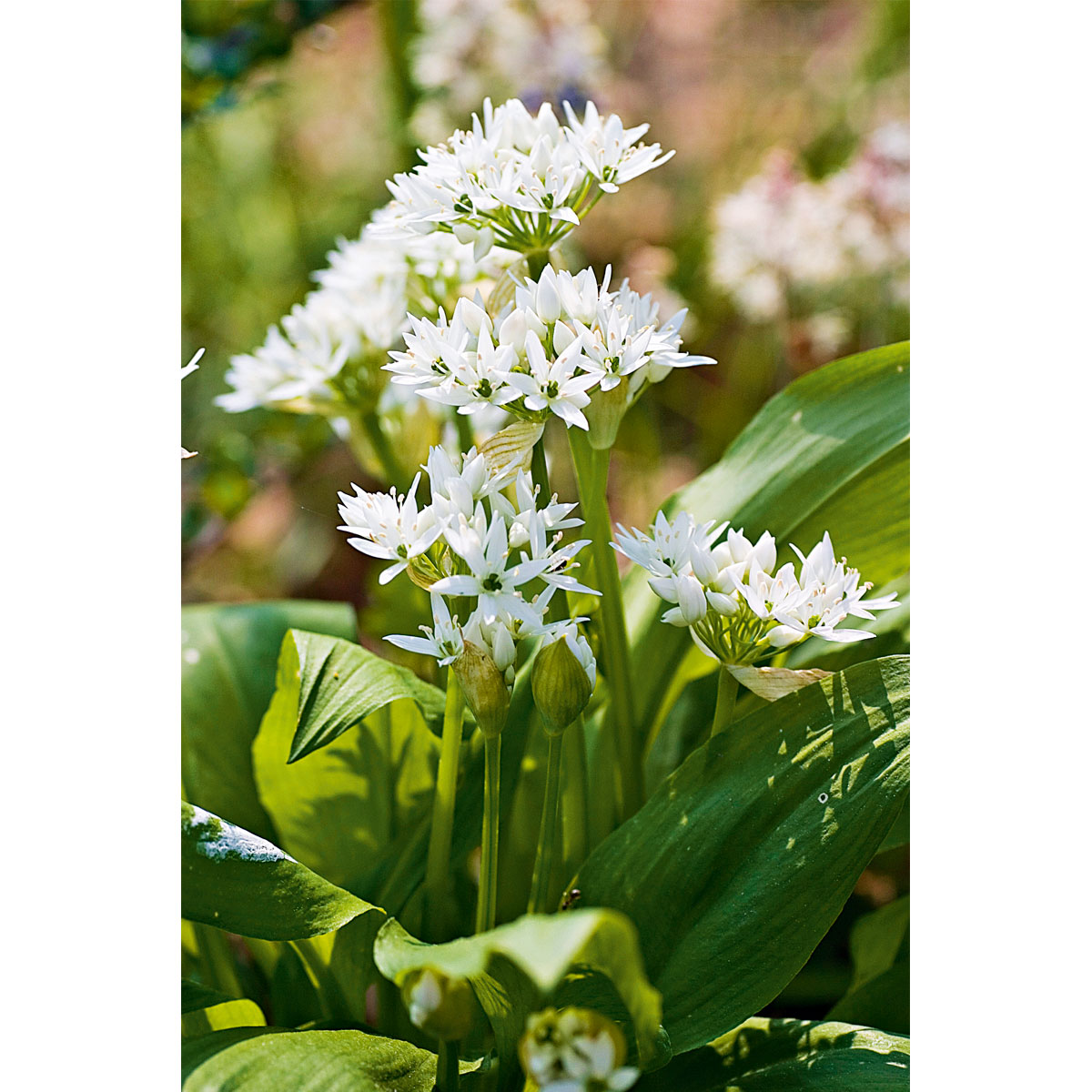 Plantiflor  Gourmetkräuter Bärlauch Topf Durchmesser 12 cm