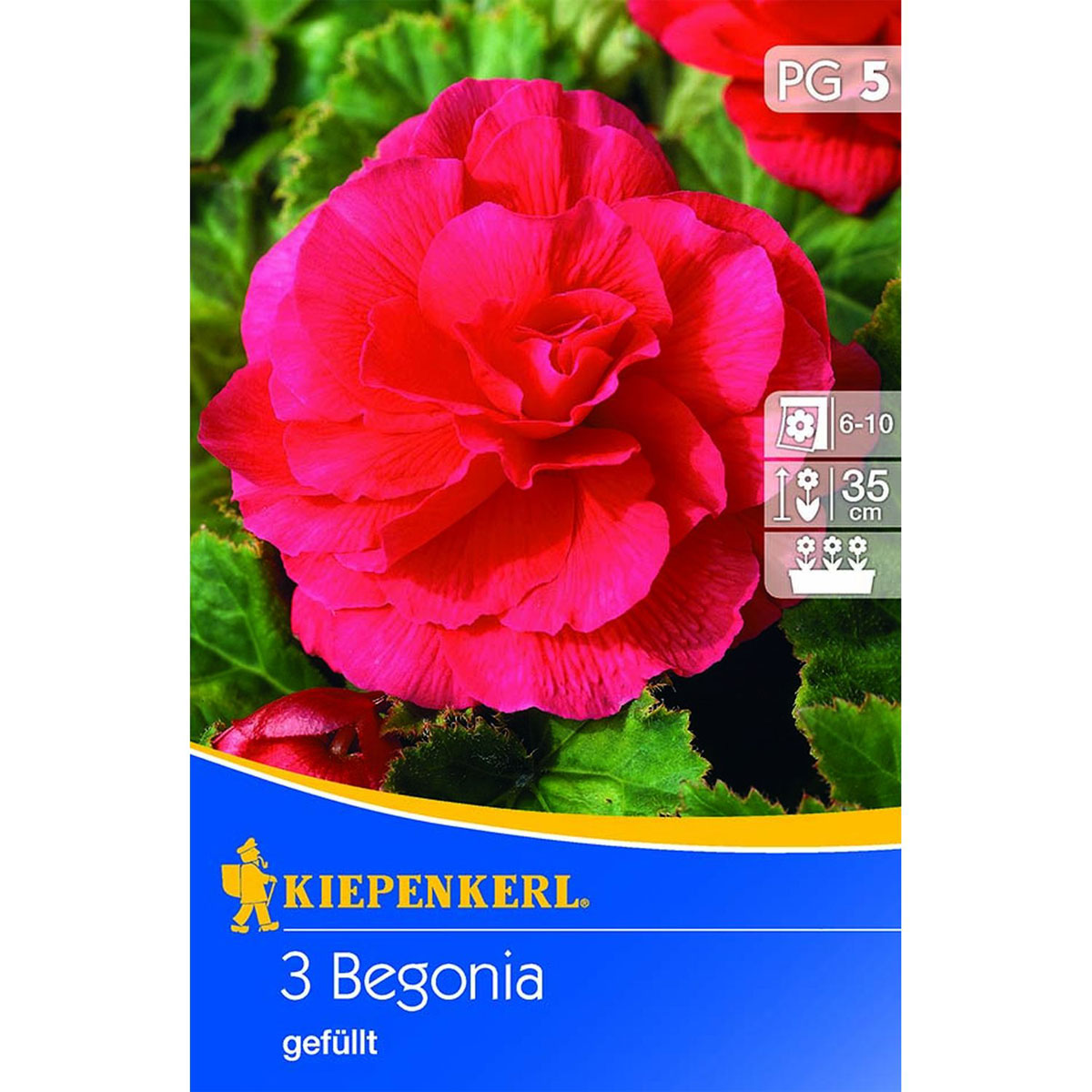 Kiepenkerl Knollenbegonien rot 3 Stk.