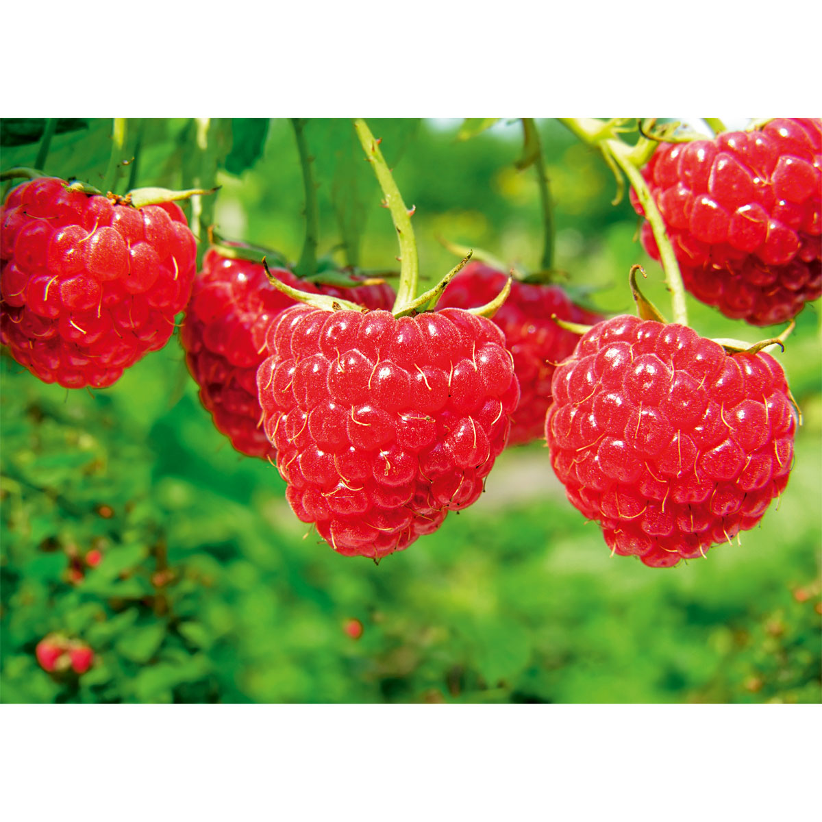 Plantiflor Sommerhimbeere Schönemann Topf Durchmesser 17 cm