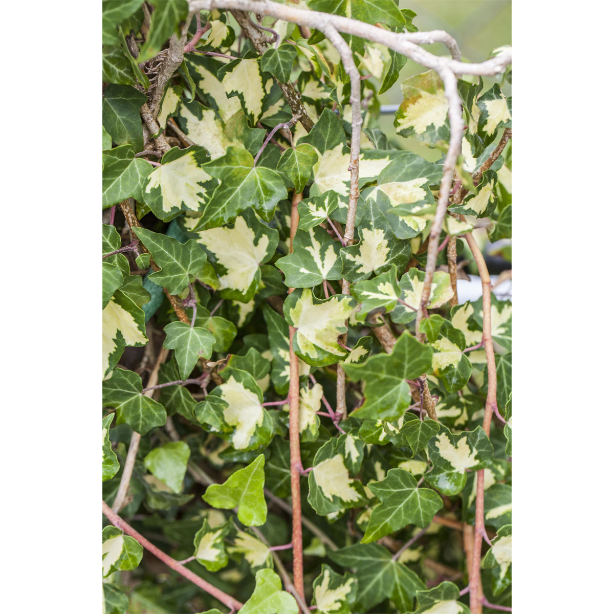 Plantiflor Gelbbunter Efeu Gloldheart Topf Durchmesser 17 cm