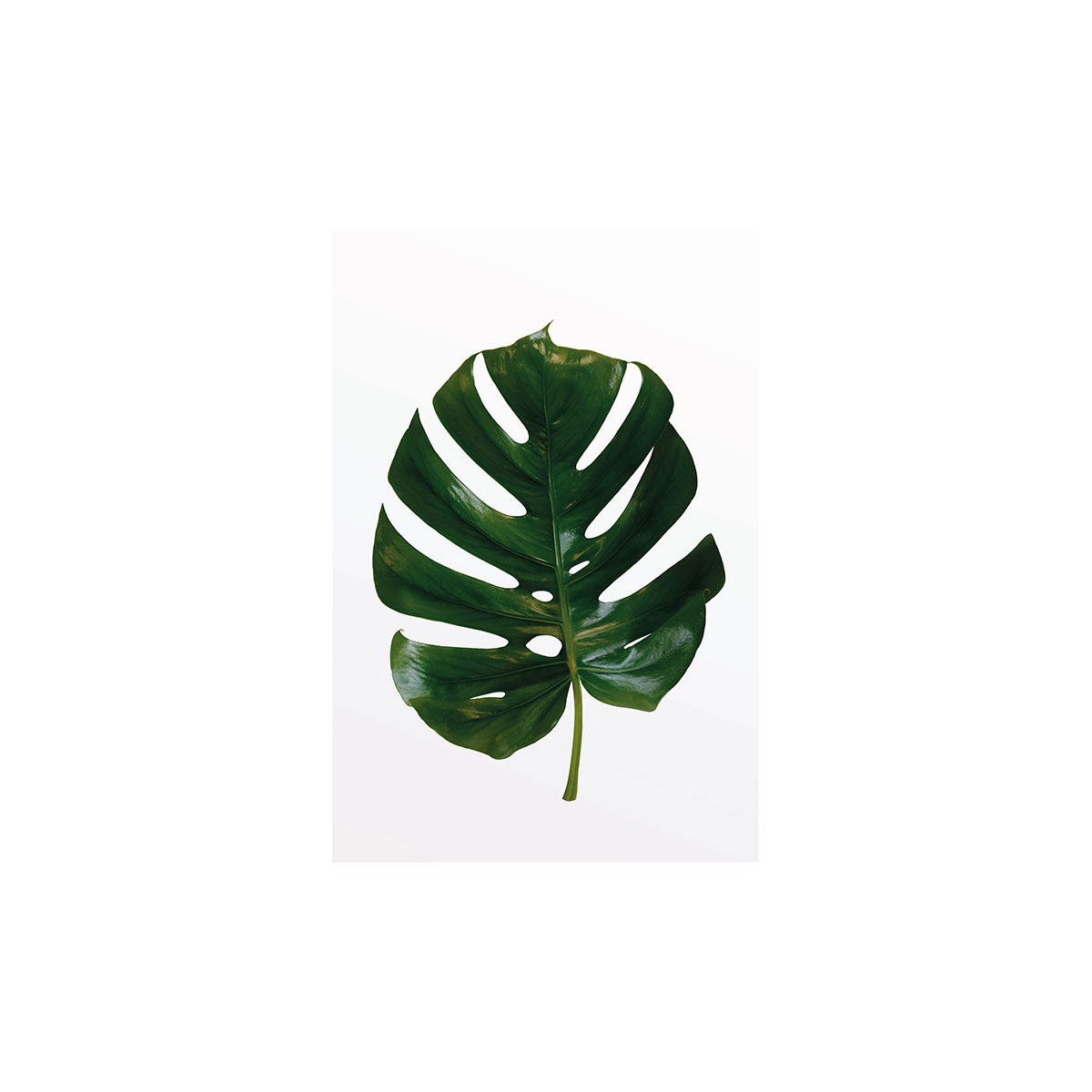 Komar  Wandbild Monstera Leaf 40x50 cm Bild 2