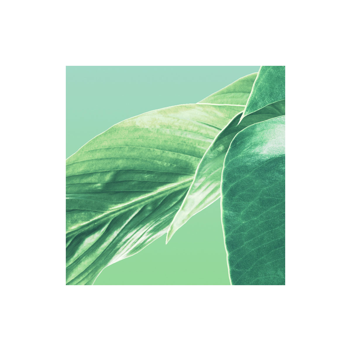 Komar  Vlies Fototapete Evergreen 200x250 cm Bild 5