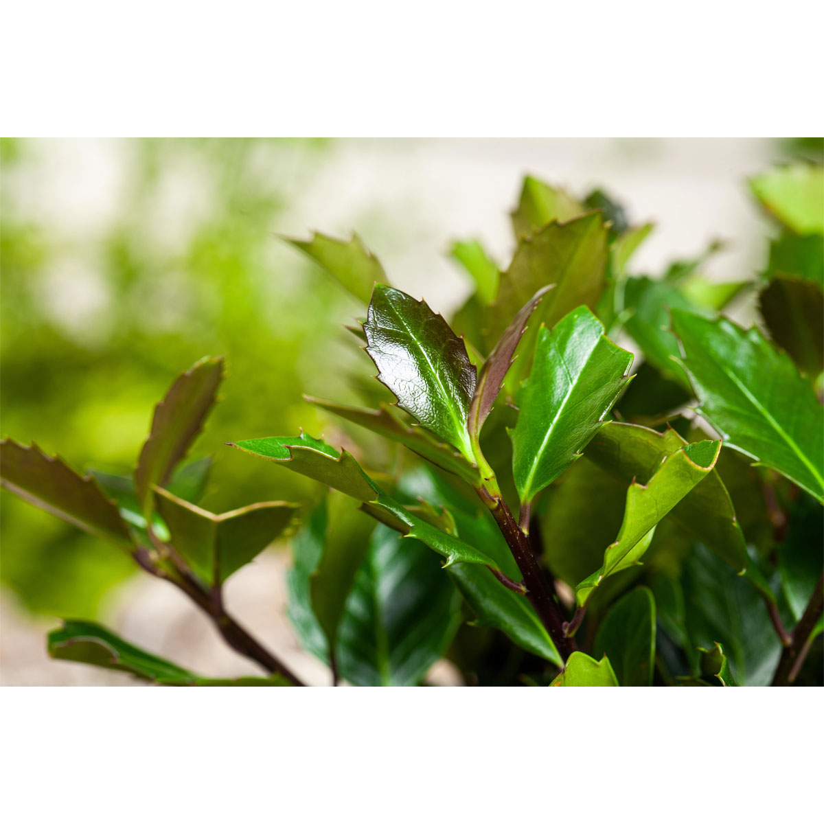 Plantiflor Stechpalme Heckenblau Topf Durchmesser 23 cm