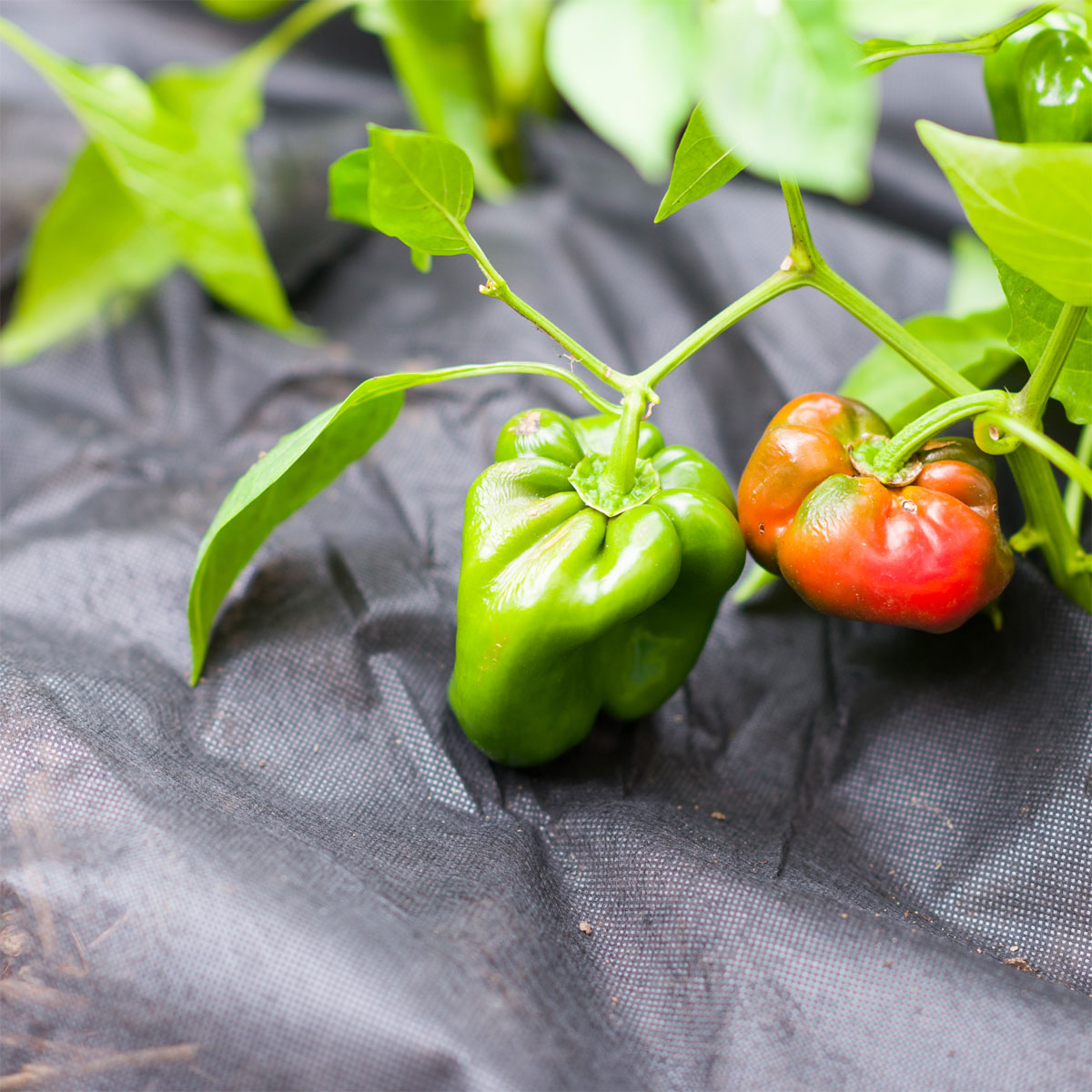 Windhager  Mulch-Vlies 1,2x10 m schwarz