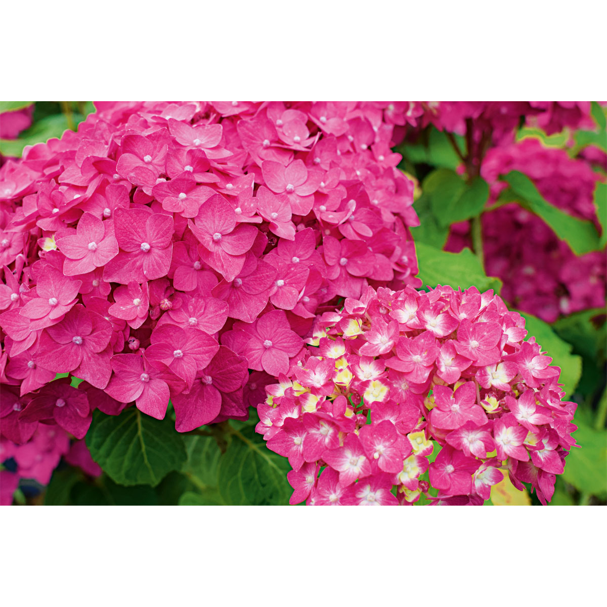 Plantiflor  Gartenhortensie Macrophylla Topf- Durchmesser 17 cm Bild 3