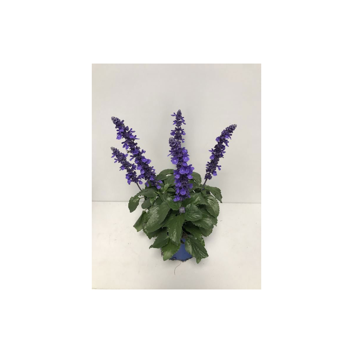 Plantiflor  Mehliger Salbei