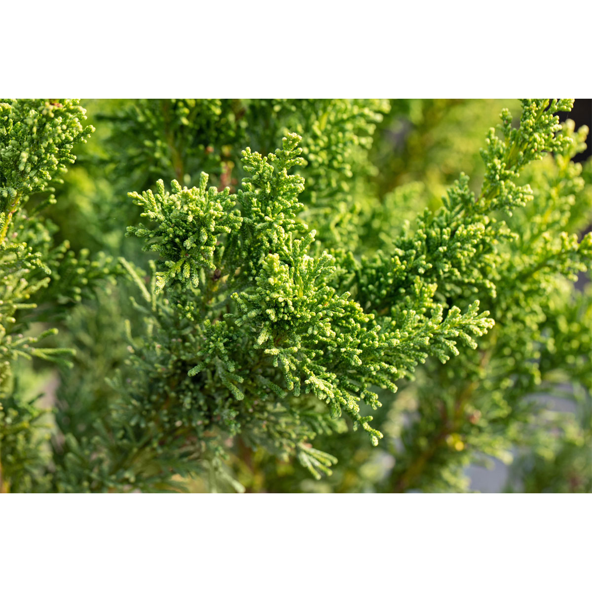 Plantiflor Zypresse Draht Topf Durchmesser 17 cm