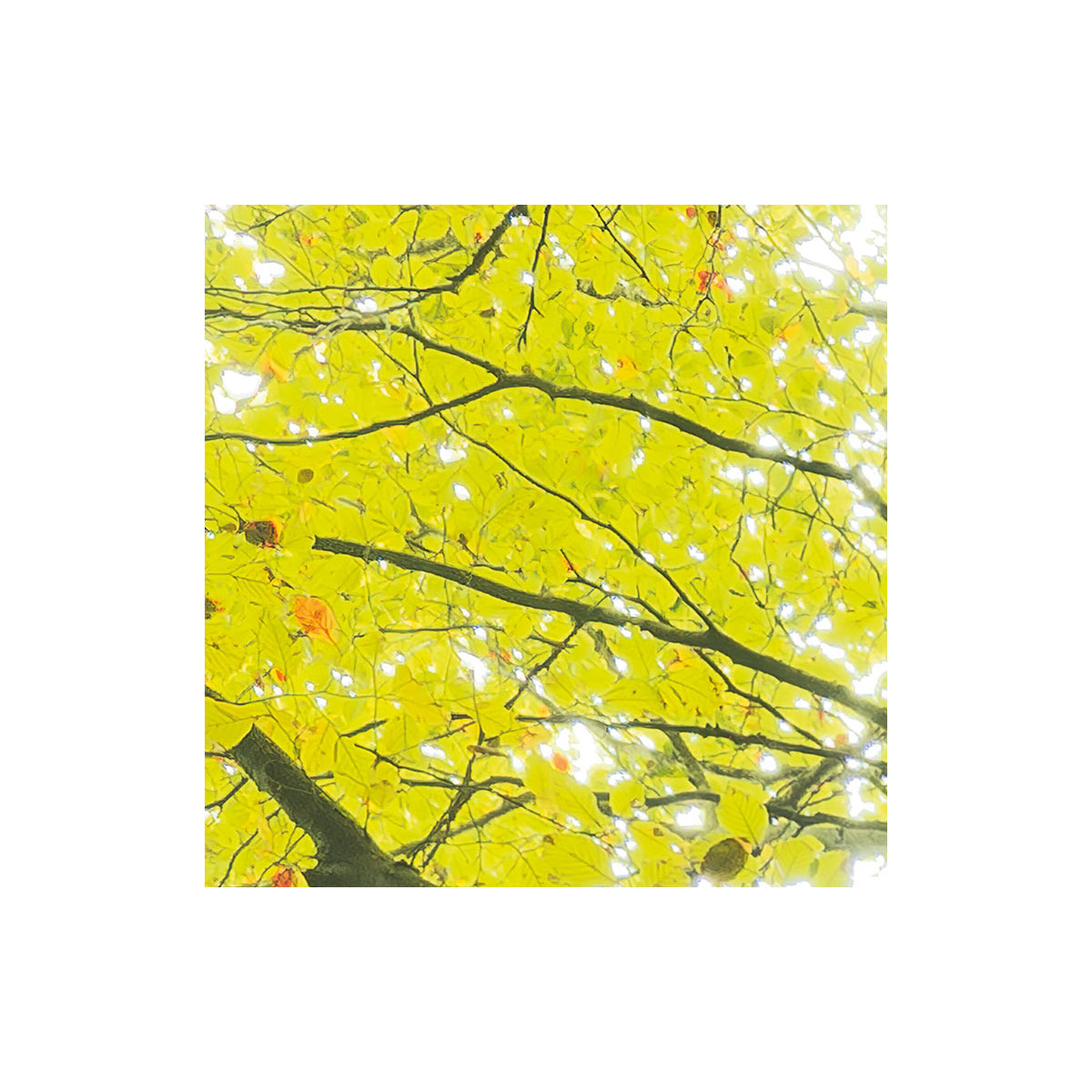 Komar  Vlies Fototapete Der Traumbaum 300x280 cm Bild 7