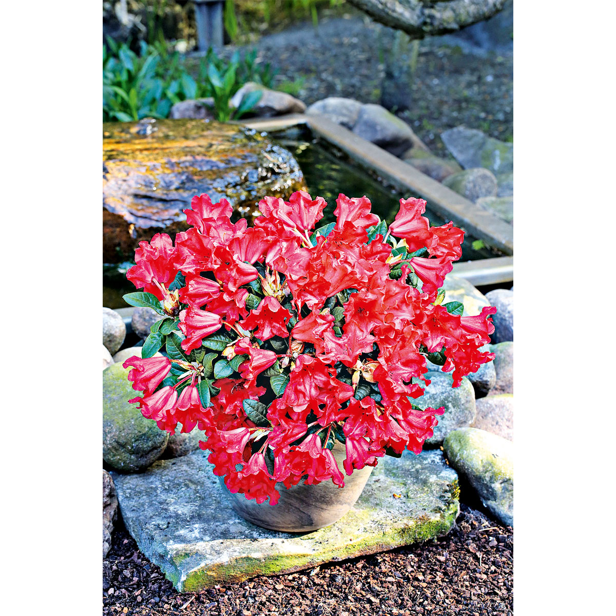 Plantiflor Zwerg-Alpenrose Scarlet Wonder Topf Durchmesser 17 cm Bild 2