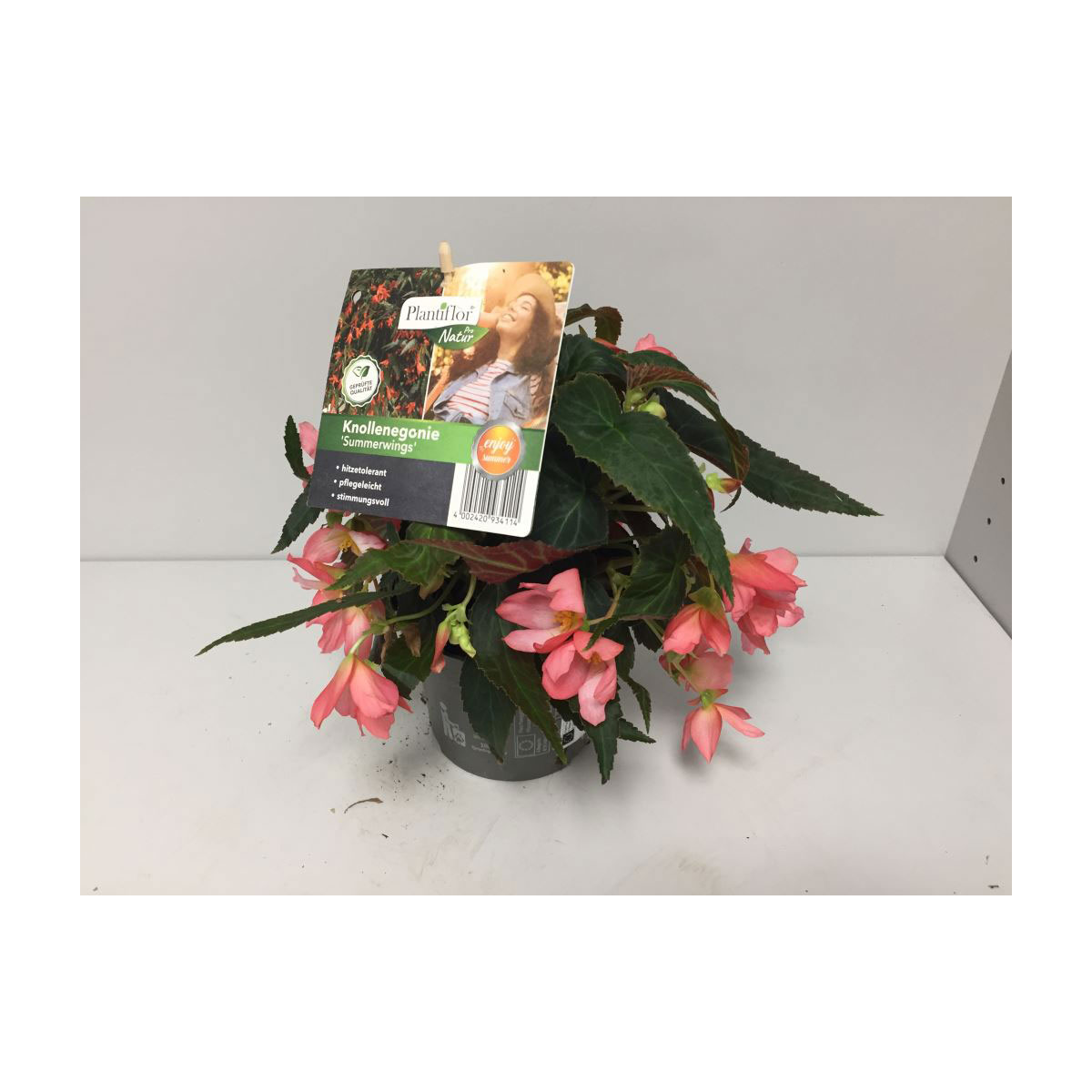 Plantiflor Knollenbegonie Summerwings T12