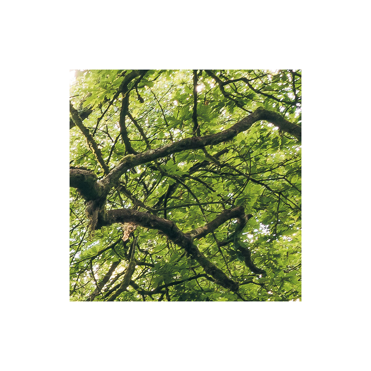 Komar  Vlies Fototapete Mystic Path 400x250 cm Bild 7