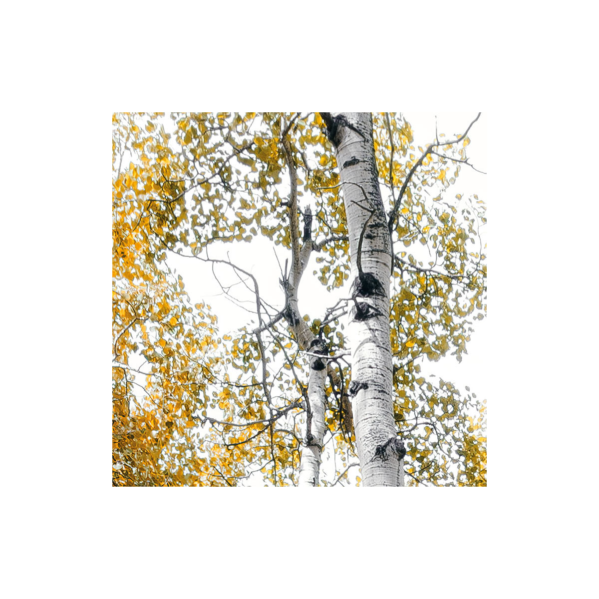 Komar  Vlies Fototapete Colorful Aspenwoods 450x280 cm Bild 8