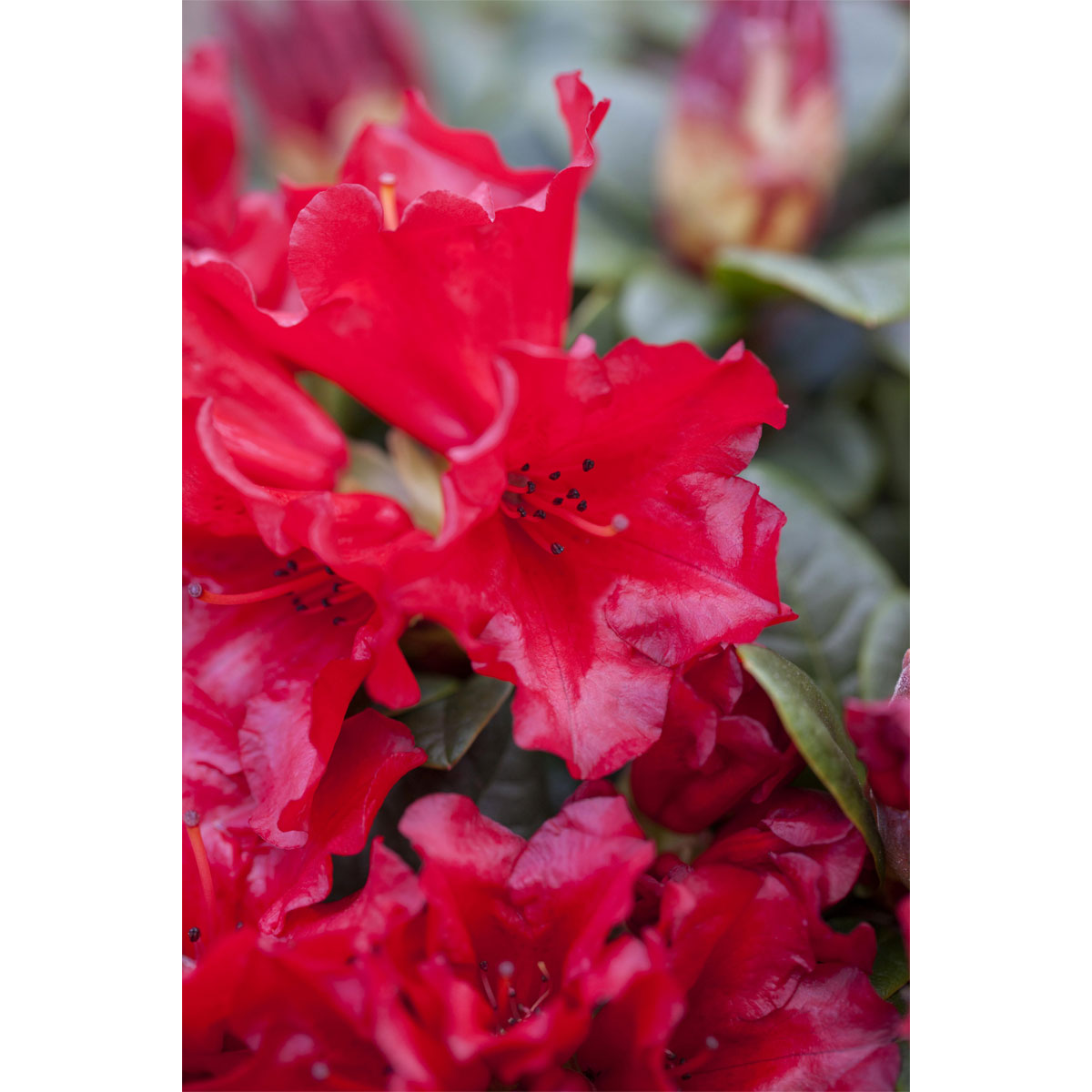 Plantiflor Zwerg-Alpenrose Scarlet Wonder Topf Durchmesser 17 cm