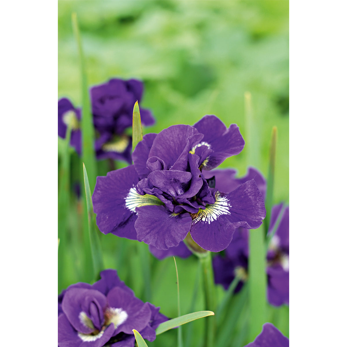 Plantiflor  Blumenzwiebel Netzblatt-Iris Iris reticulata Topf Durchmesser 10,5 cm Bild 1