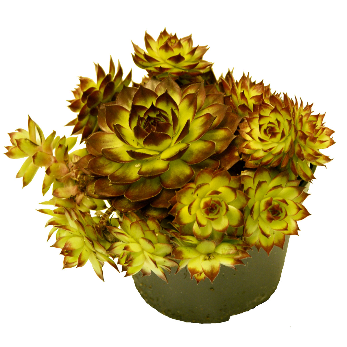 Plantiflor  Hauswurz Topf-Ø 10,5 cm