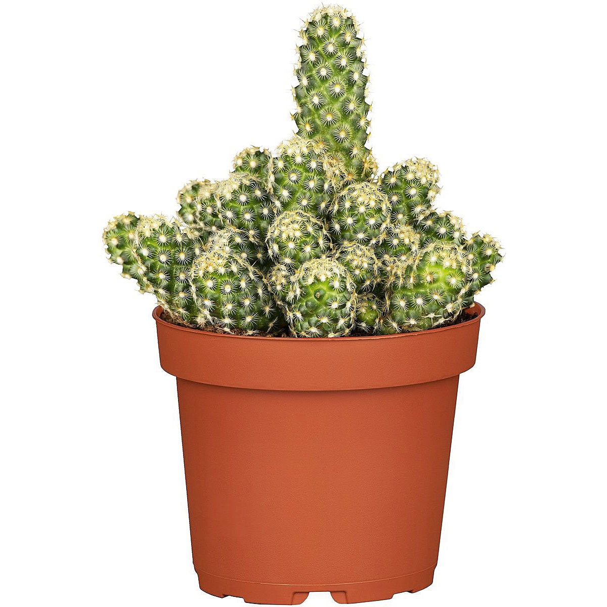 Plantiflor  ZKAK Kaktus Mix 25 cm T8,5 PC