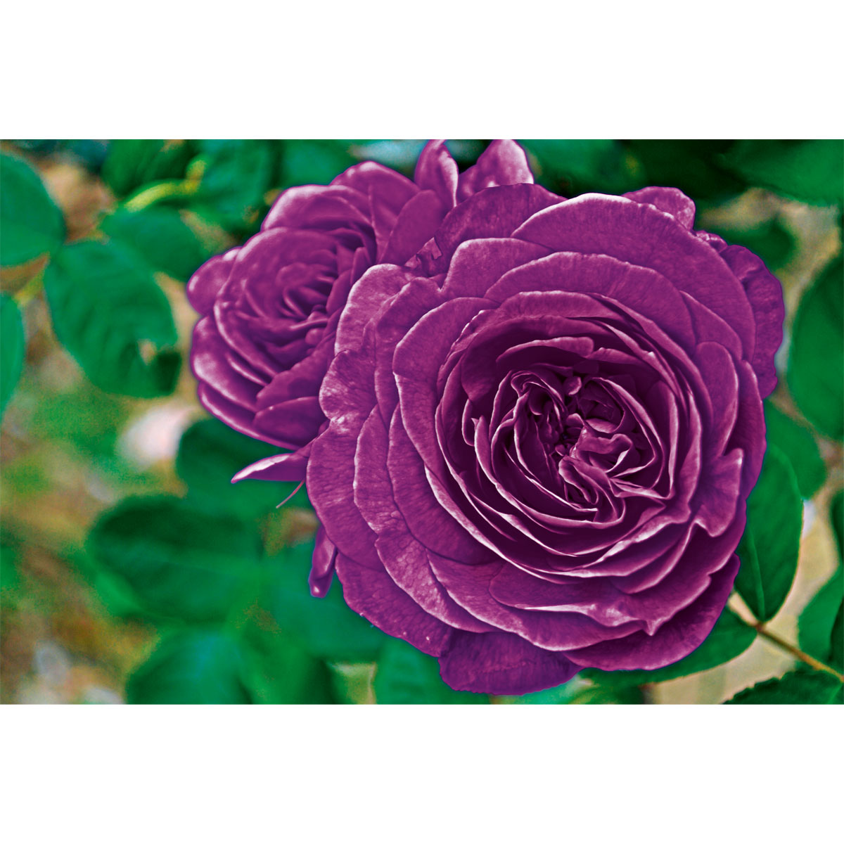 Plantiflor Beetrose Minerva Topf Durchmesser 24 cm Bild 2