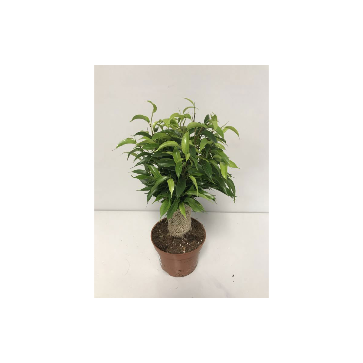 Plantiflor  Ficus Natasja mit Stamm T12