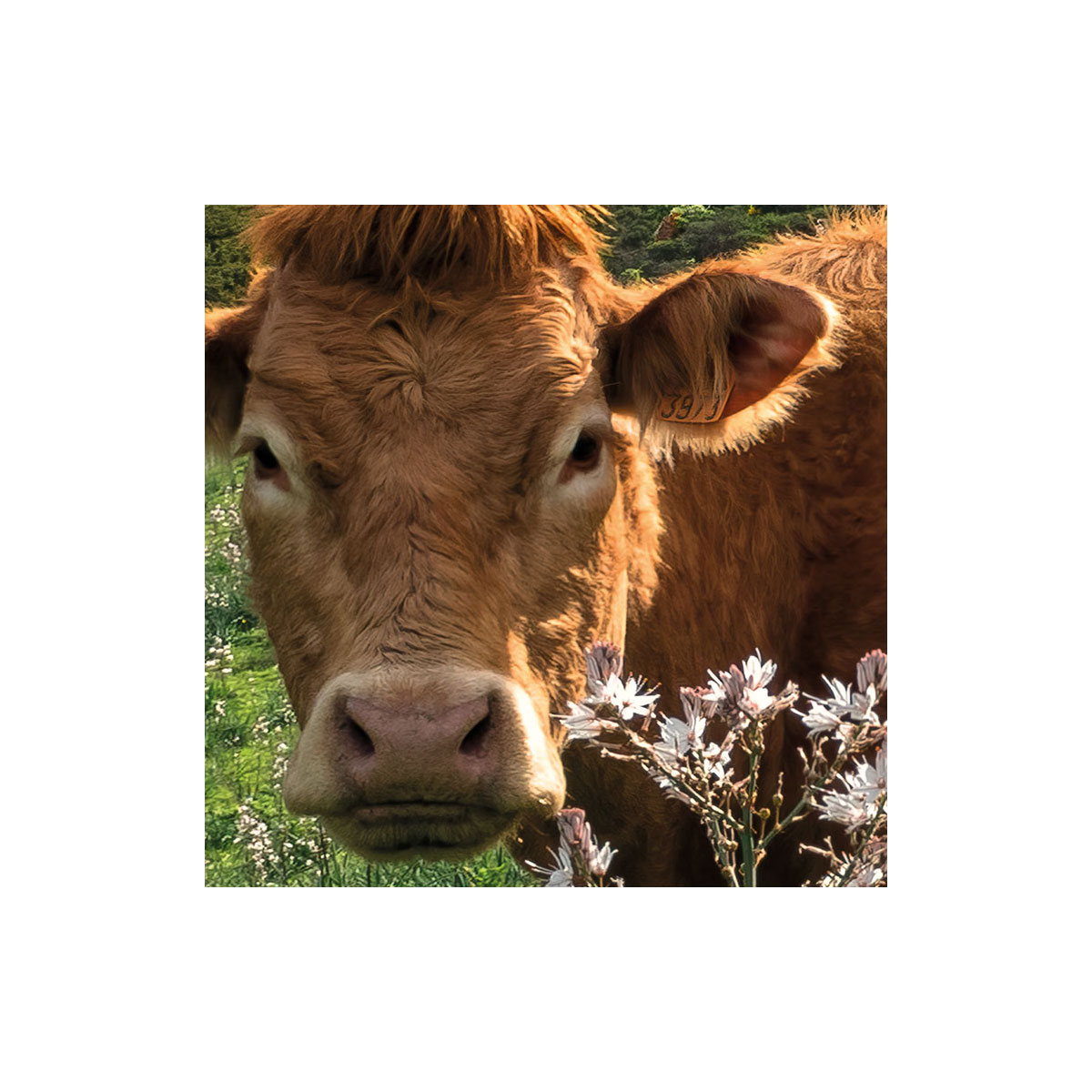 Komar  Vlies Fototapete Kuhparadies 450x280 cm Bild 4