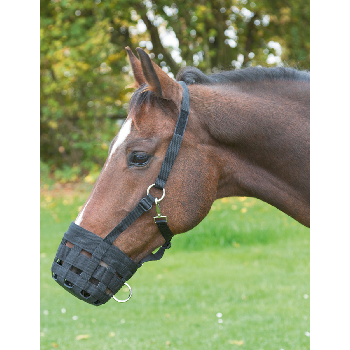 Fressbremse schwarz Cob Bild 3