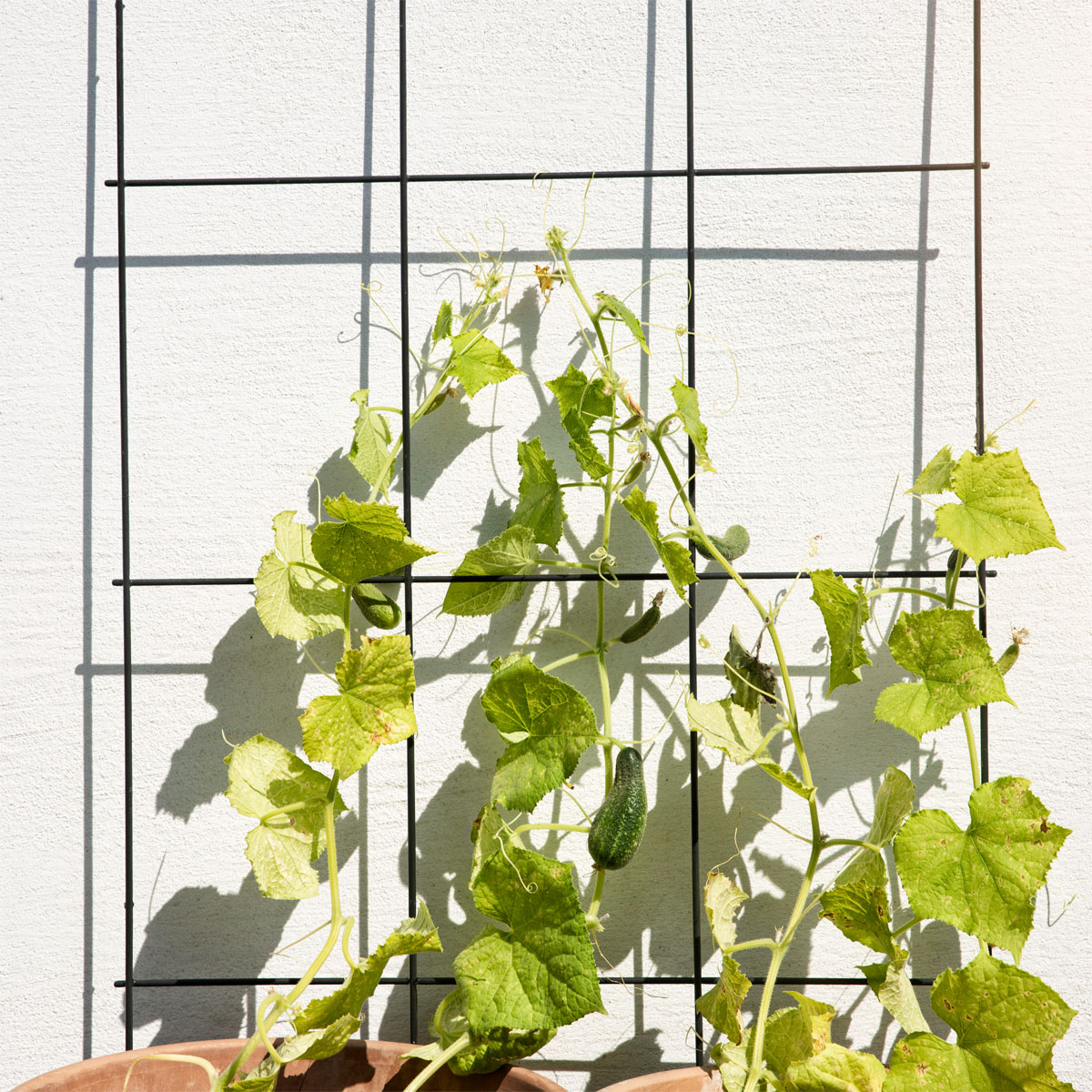 Windhager Gitterspalier 75 x 150 cm anthrazit Bild 3