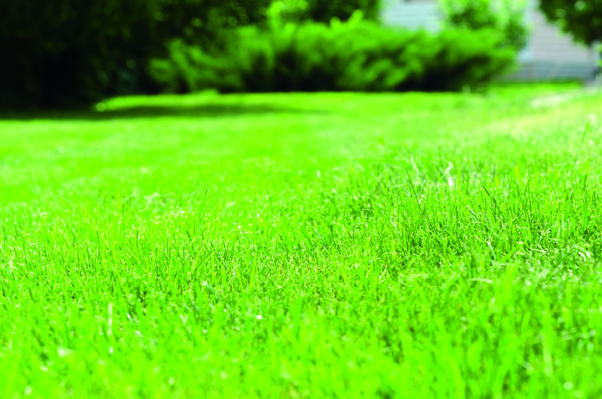 Grünes Gras wächst lebendig in einem sonnigen Garten mit Büschen im Hintergrund.