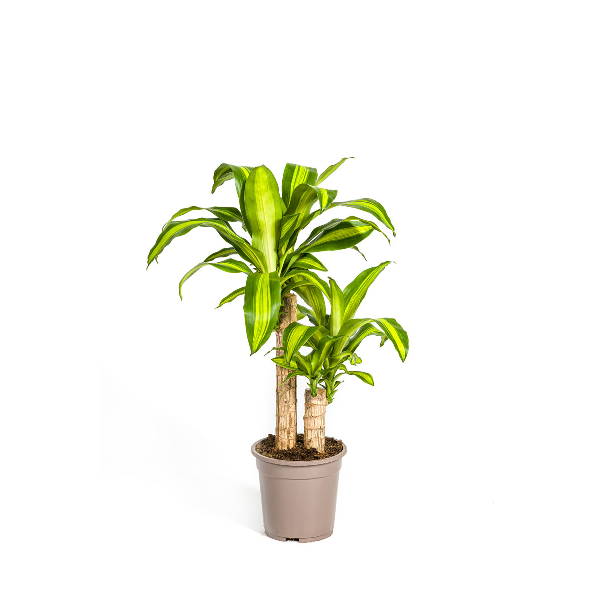 goldfruchtpalme hhe Areca Palme Dypsis Lutescens 12cm 40cm Zimmerpflanze kaufen