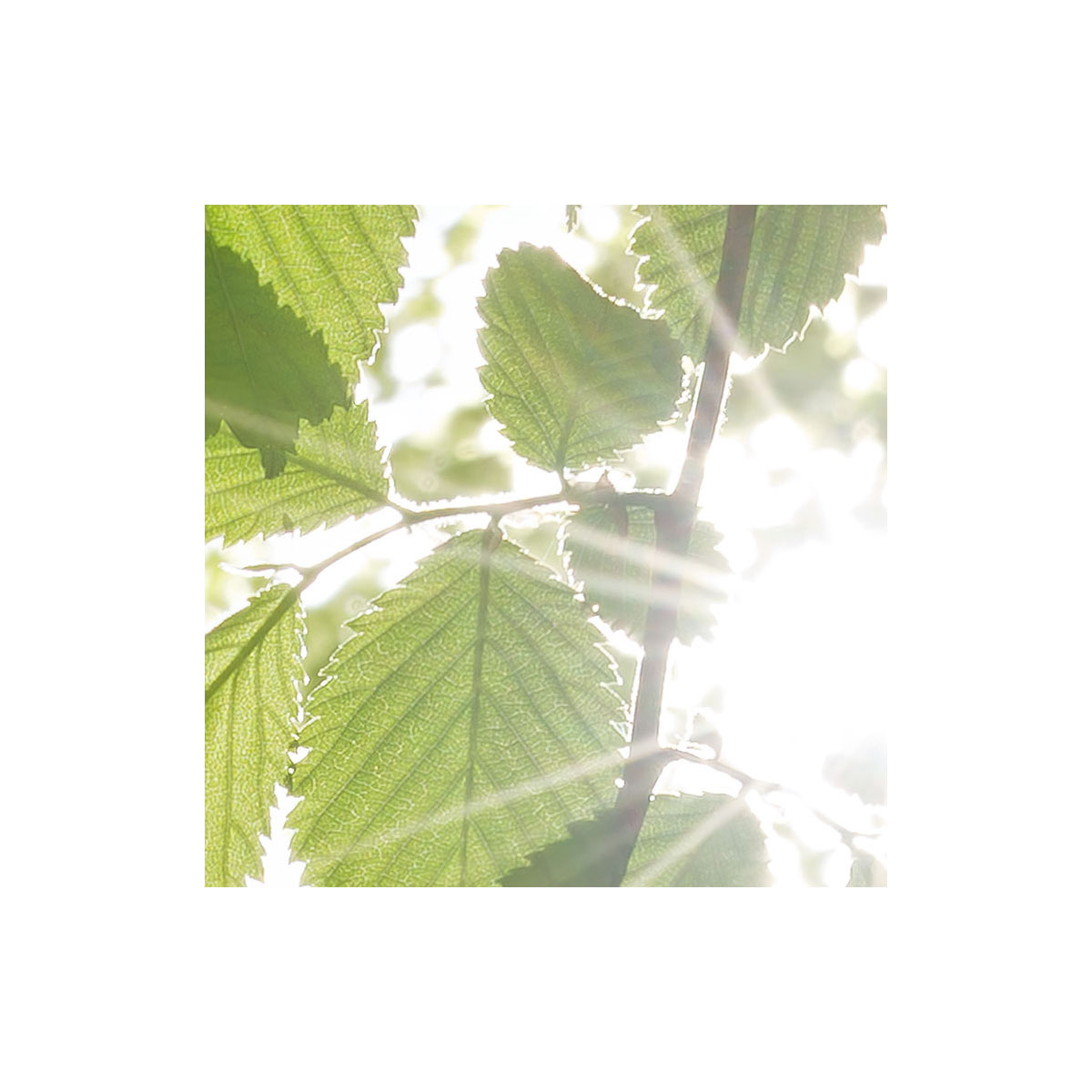 Komar  Vlies Fototapete Im Frühlingswald 450x280 cm Bild 4