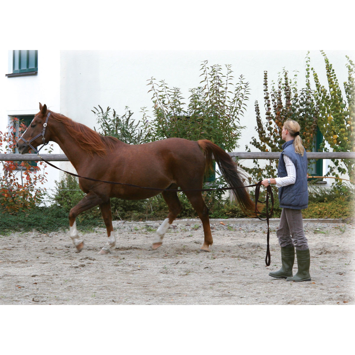 Longierleine 7,5 m schwarz Bild 3