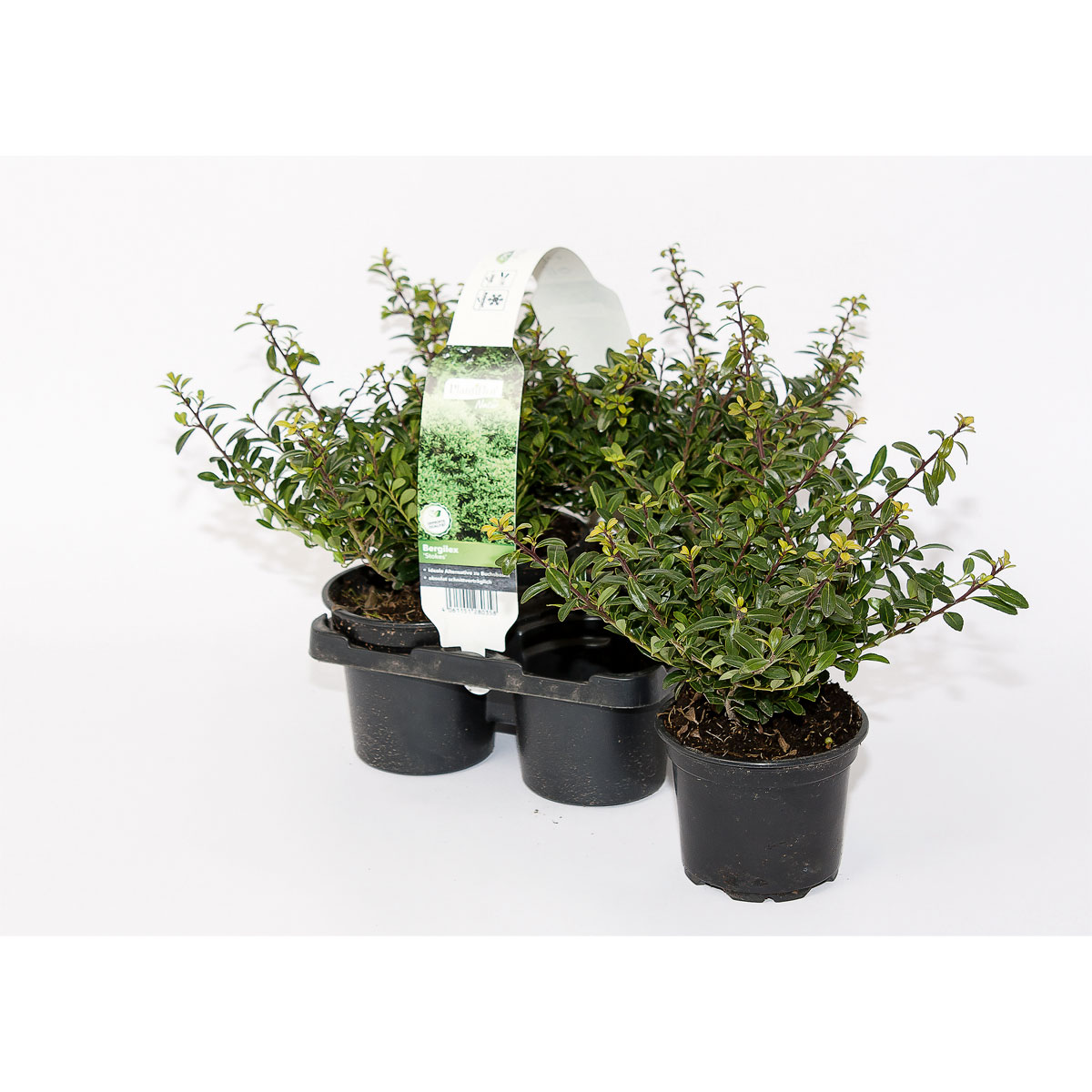 Plantiflor  Berg-Ilex Stokes 4er-Pack
