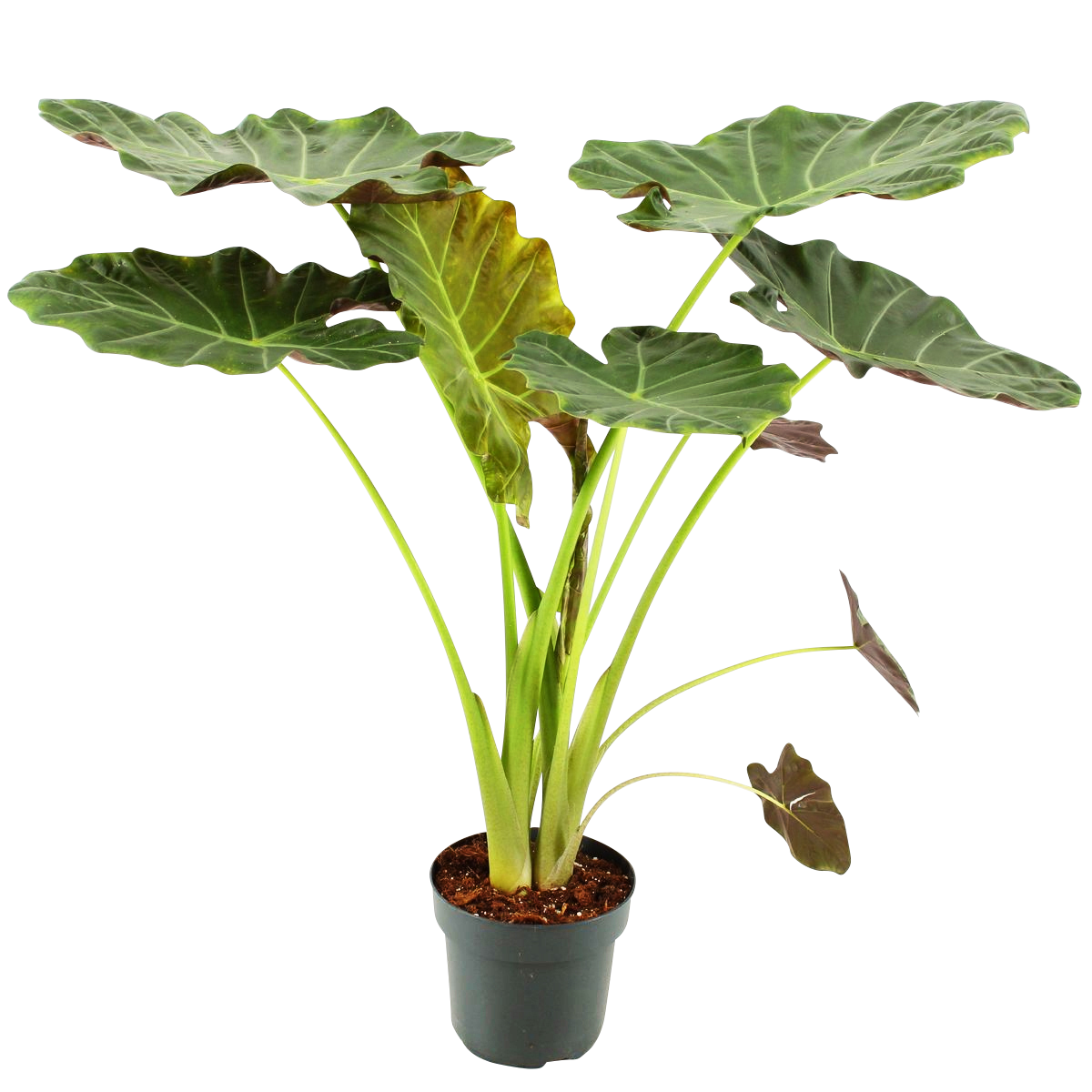 Eine Pflanze mit großen Blättern steht in einem schwarzen Blumentopf.