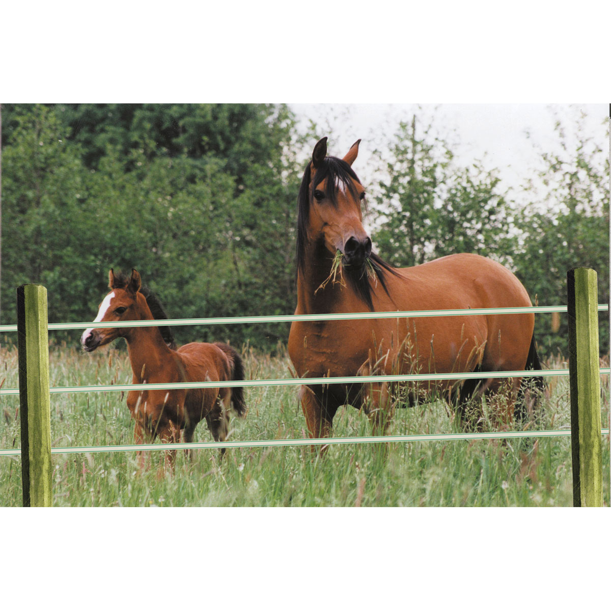 Streckenpfahl Octo Wood 6 x 200 cm braun Bild 3