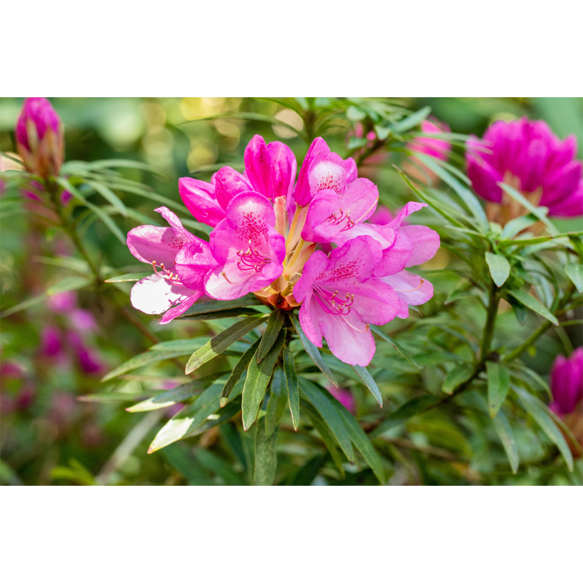 Plantiflor Alpenrose Graziella Topf Durchmesser 23 cm