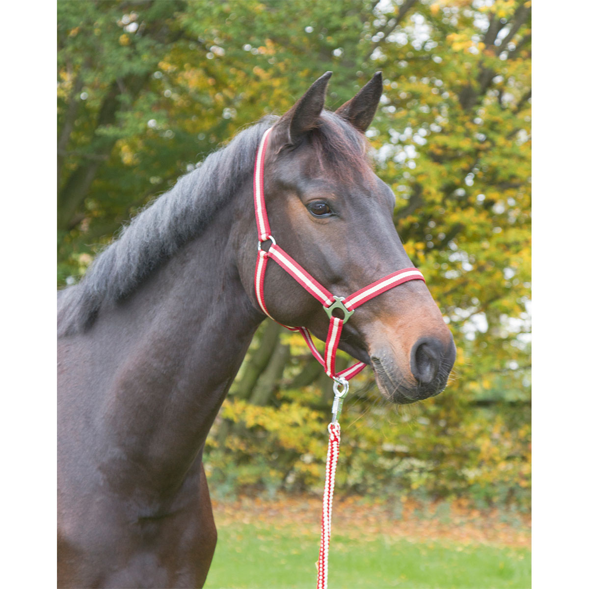 Pferdehalfter Hippo bordeaux-beige Vollblut Bild 3