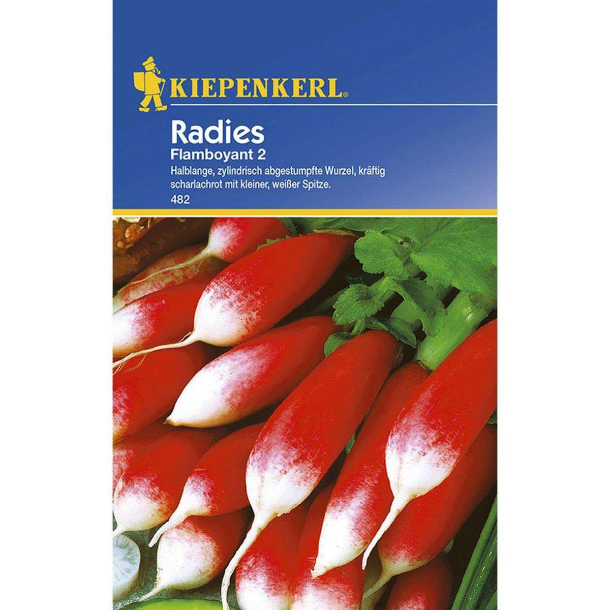Kiepenkerl Radieschenchen Flamboyant 2
