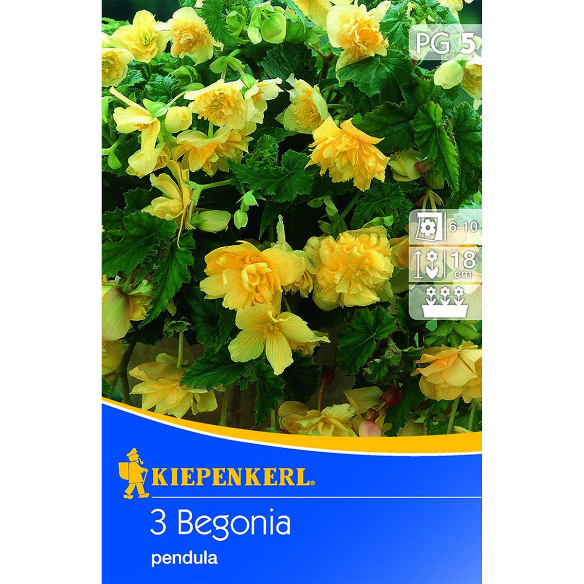 Kiepenkerl Knollenbegonien hängend gelb 3 Stk.