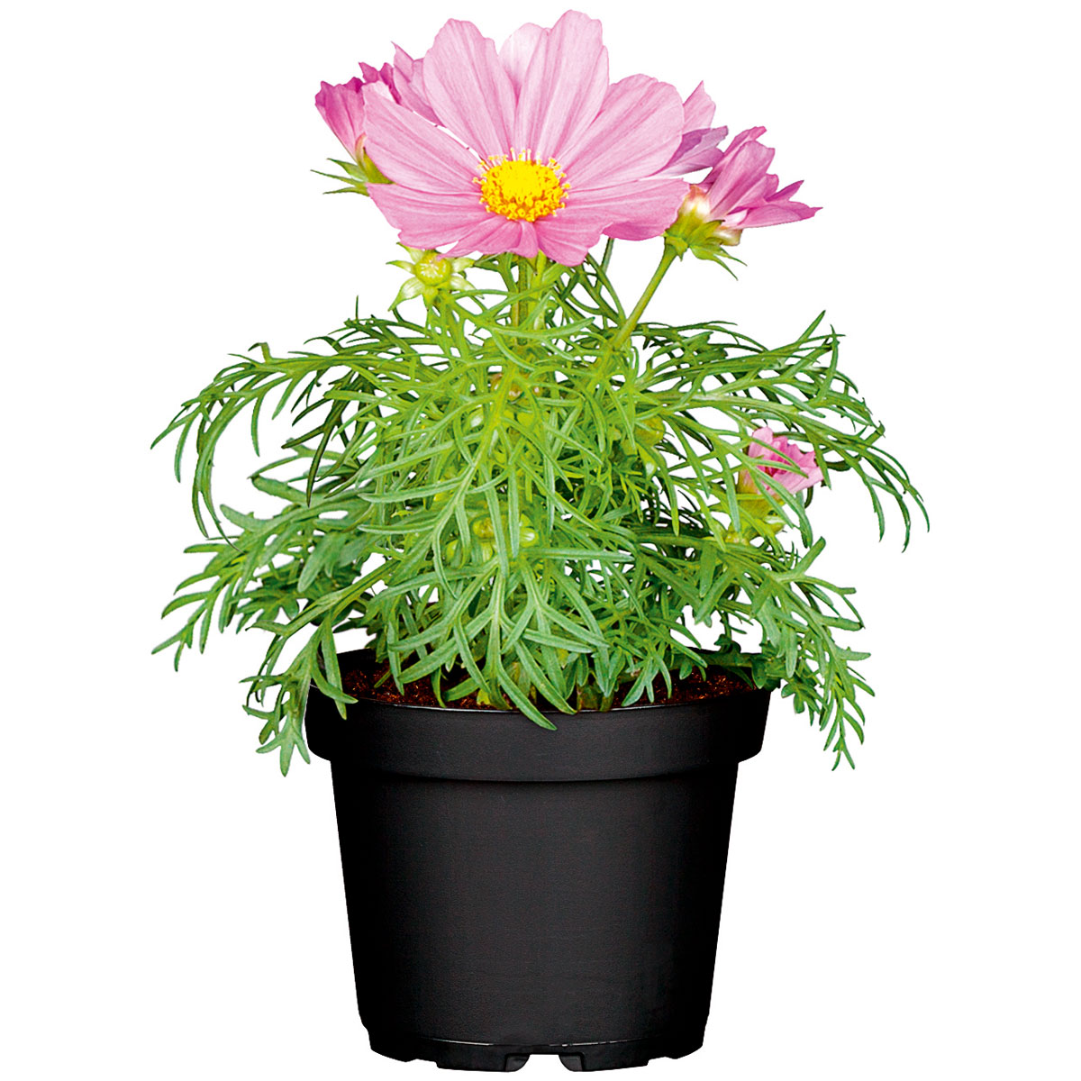 Plantiflor  Schmuckkörbchen Topf Durchmesser 13 cm