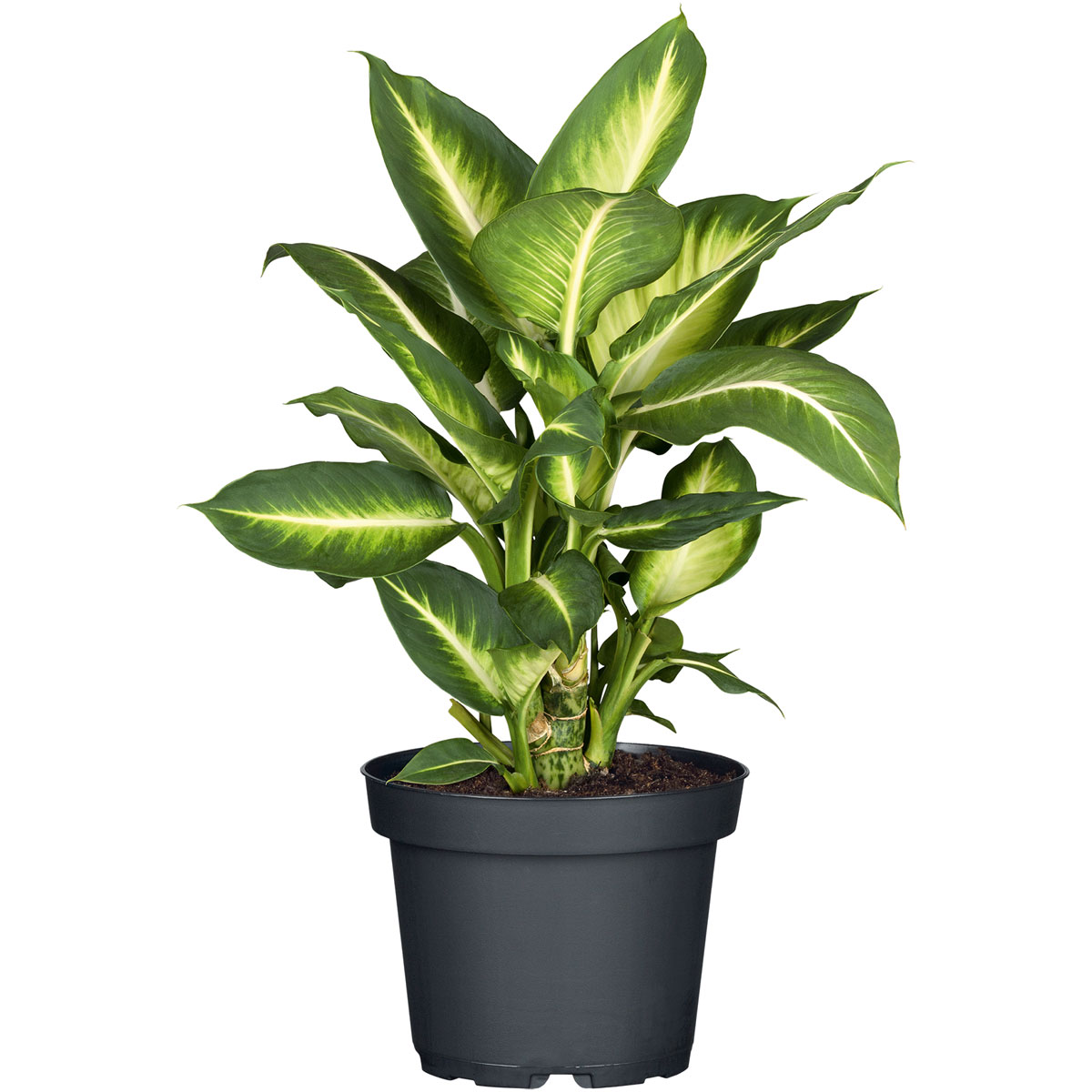 Plantiflor  Dieffenbachia Topf Durchmesser 12 cm