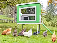 Hühner laufen vor einem modernen, grünen Hühnerstall auf saftigem Gras in einem Garten.