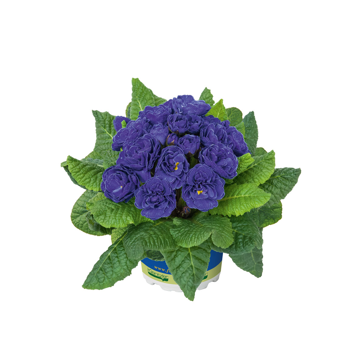 Plantiflor  Primula Belarina Topf Durchmesser 13 cm Bild 2