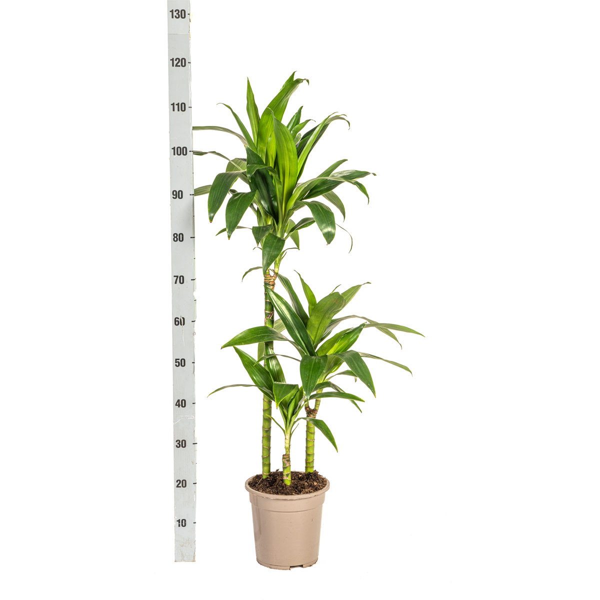 Duftender Drachenbaum „Lisa“, Topf Ø 21 cm Bild 2