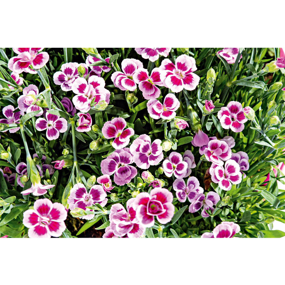 Plantiflor  Prinzess-Nelke Pink Kisses Topf- Durchmesser 12 cm Bild 3