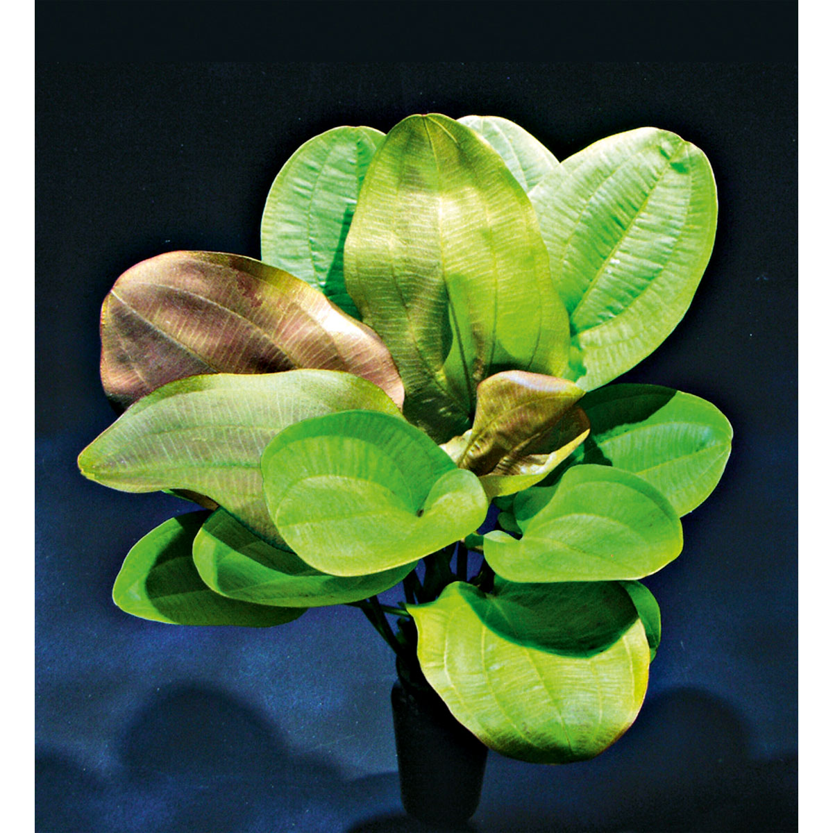 Dennerle Wasserpflanzen für Aquarien Bild 4