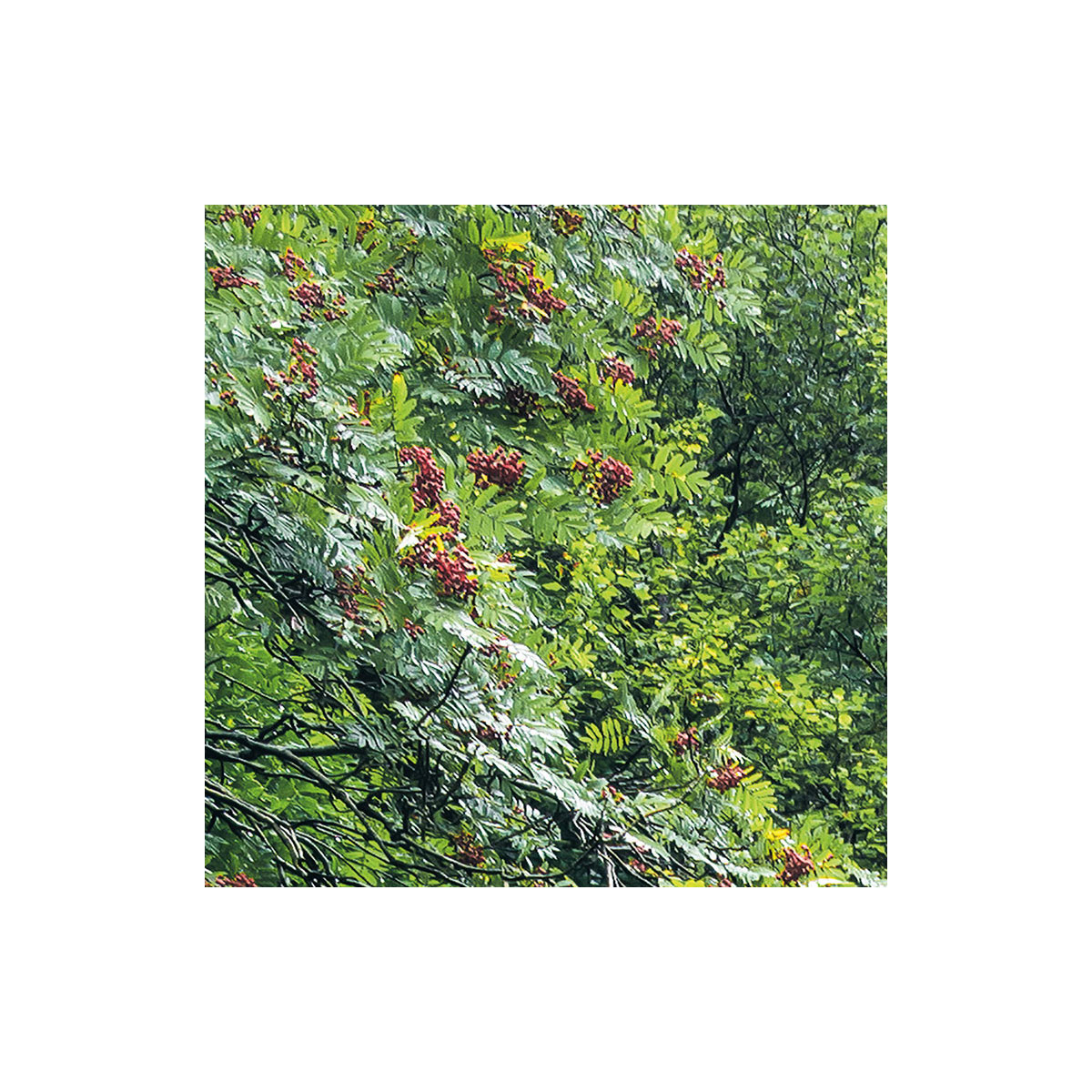 Komar  Vlies Fototapete Glenevin Falls 200x250 cm Bild 5