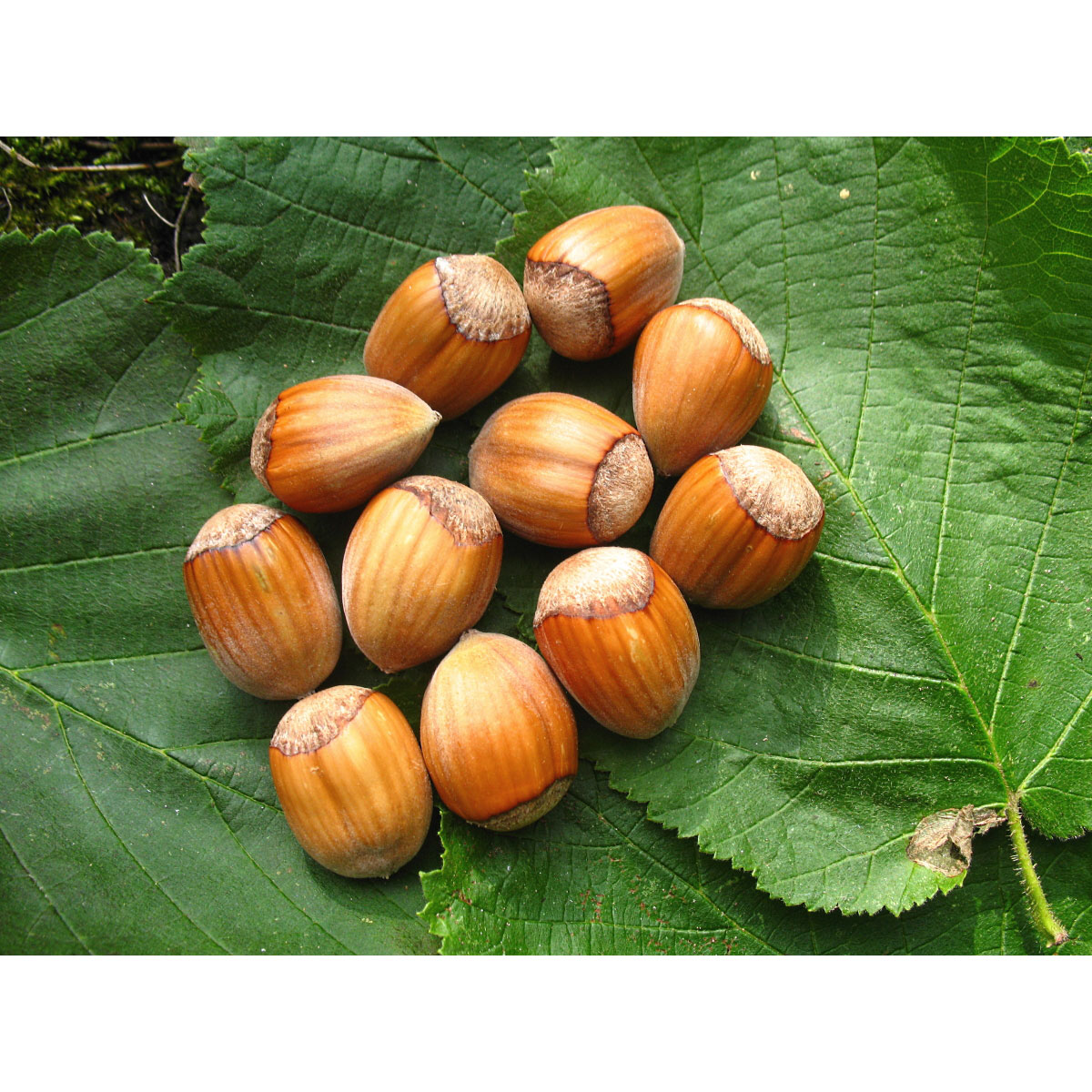 Haselnuss Webbs Preisnuss