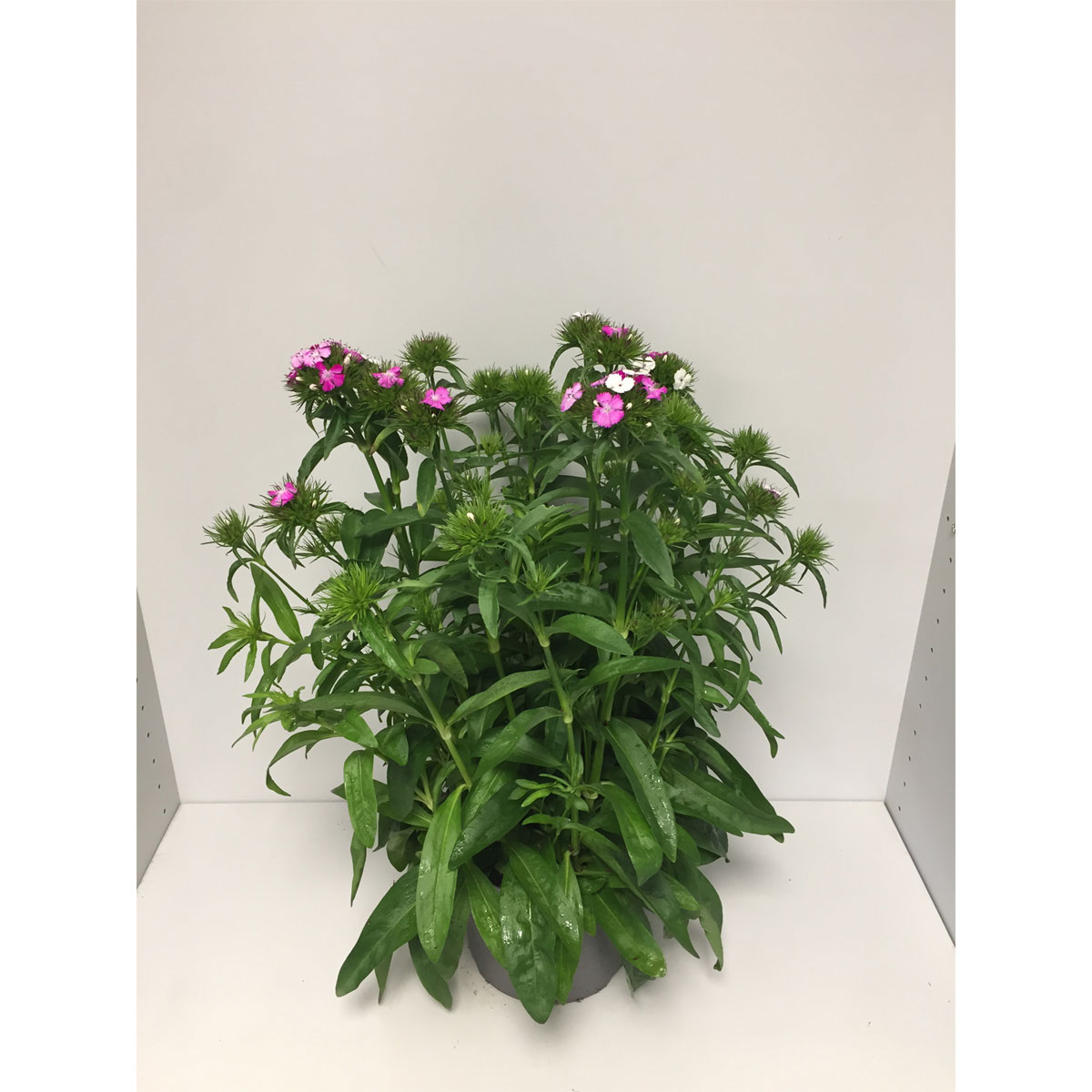 Plantiflor  Bartnelke Dash