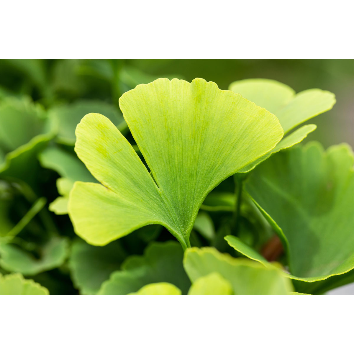 Plantiflor Fächerblattbaum Topf Durchmesser 19 cm