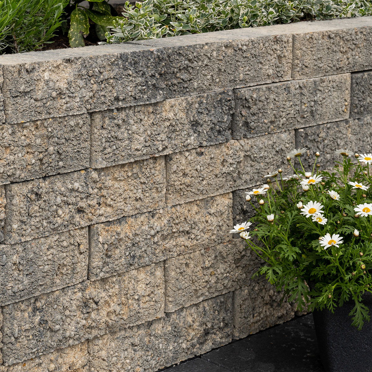 Diephaus  Mauerstein Rude Muschelkalk 40 x 15 x 10 cm Bild 2