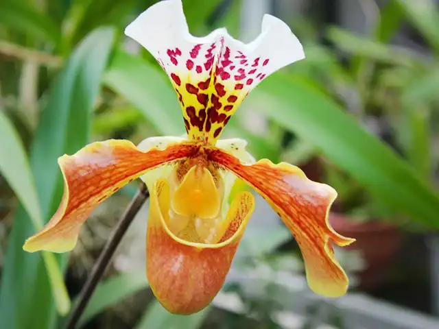 Eine blühende Paphiopedilum-Orchidee zeigt leuchtende Farben, umgeben von grünen Blättern im Hintergrund.